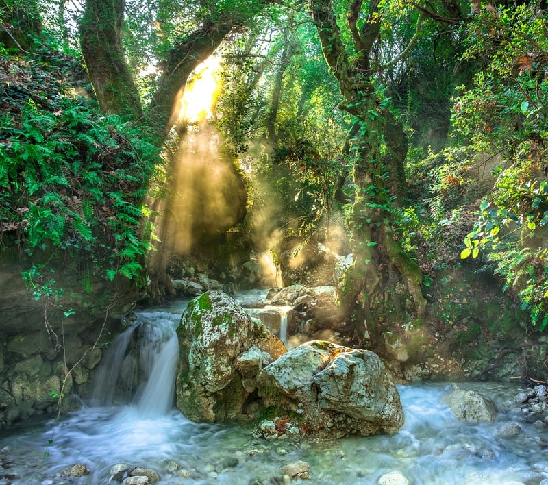 Jungle Adventures